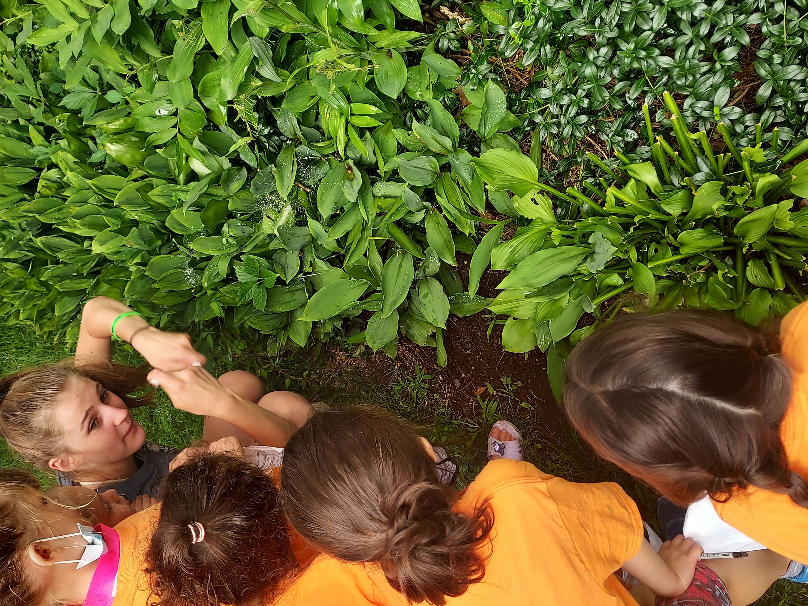 Campers Looking at Bugs in garden